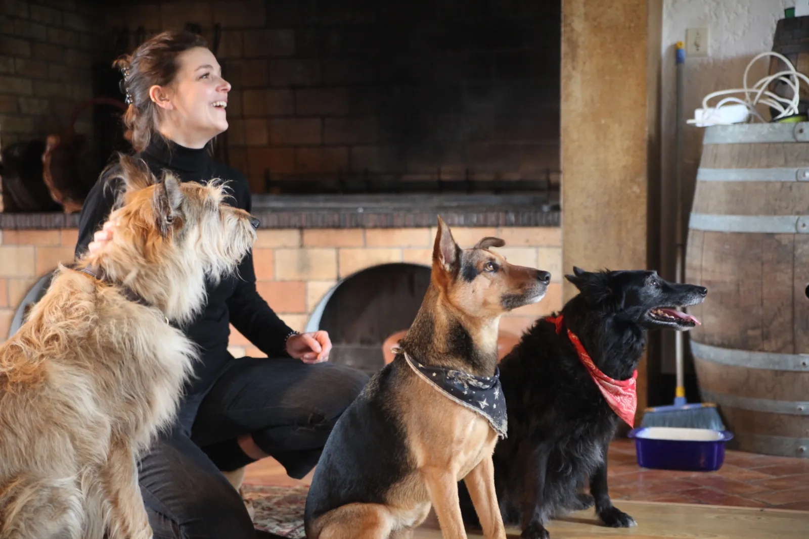 Dogs Welcome
